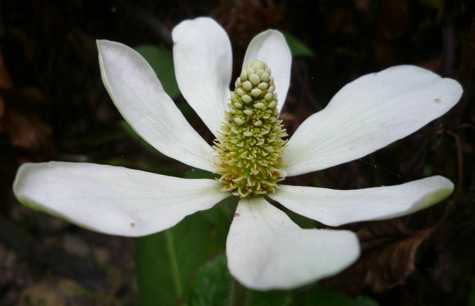 High Resolution Anemopsis californica Flower